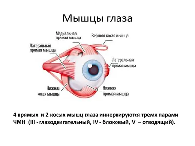 Керлинг 5 пар тонких кончиков 3D глаз хвост удлинение косые накладные  ресницы кошачий глаз полная полоса – лучшие товары в онлайн-магазине Джум  Гик