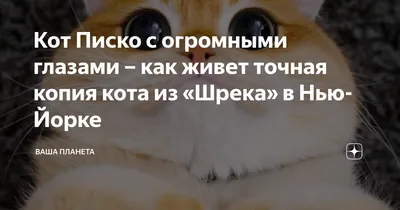 Только взгляните в эти глаза! В Нью-Йорке живет кот, как две капли воды  похожий на Кота из «Шрека» - Минск-новости