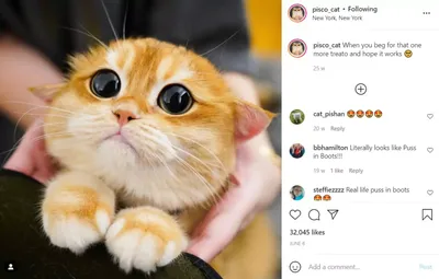 Кот из США так похож на кота из \"Шрека\", что стал звездой соцсетей (фото)
