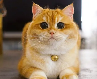 Фото кота с большими глазами фото