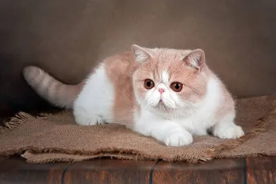 Порода кошек с круглыми глазами - картинки и фото koshka.top