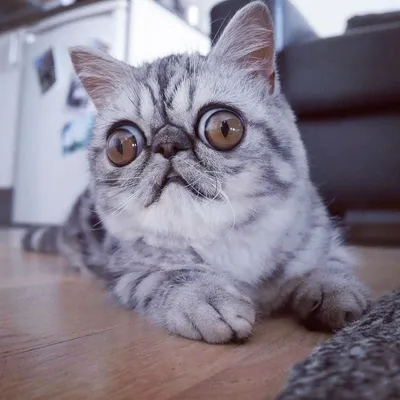 Как называется порода кошек с большими глазами? - Кот, пёс и я