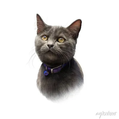 кот с большими глазами который смотрит, симпатичная британская  короткошерстная кошка Hachiware, Hd фотография фото фон картинки и Фото для  бесплатной загрузки