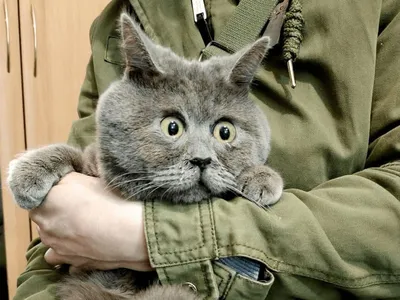 Морда британского кота с большими глазами. Устрашенное животное Стоковое  Изображение - изображение насчитывающей киска, отечественно: 193054915