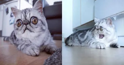 Гимо — кот с огромными гипнотическими глазами, покорившими Instagram