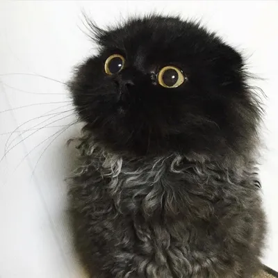 Знакомьтесь, Герман – самый удивлённый кот с огромными глазами | Мур ТВ