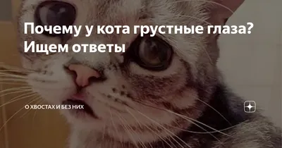 Заплаканный кот (Crying Cat, Кот с заплаканными глазами)