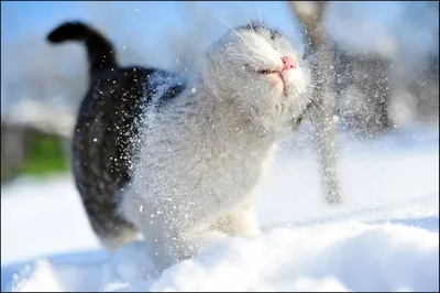 Зимние коты: котики резвятся в снегу 🌨❄ Сколько градусов мороза может  выдержать кот? | Жена Звездочета | Дзен