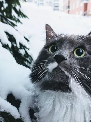 Котик зимой | Милые котики, Кот, Собаки