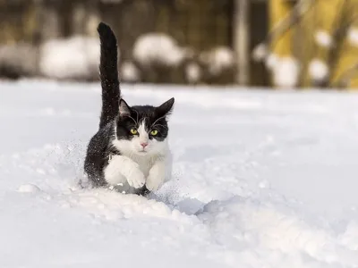 Котики советуют, как не замезнуть зимой — Кототека — самое интересное о  мире кошек