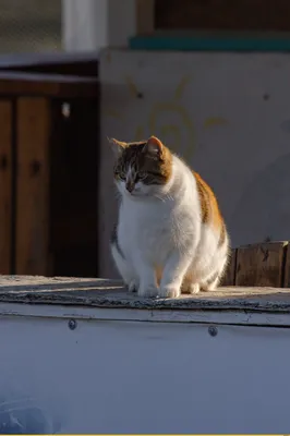 Коты зимой хотят домой в тепло