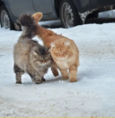 Как коты и кошки переносят зимние холода. Чем их лучше кормить в морозы.  Подборка из 33 прикольных фото котиков на снегу | КотоГрафист /  CatoGraphist | Дзен