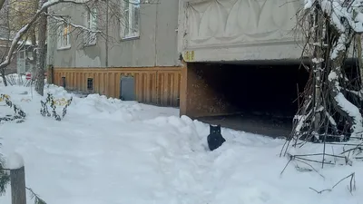 В городе тепло и сыро, а вокруг зима, зима, зима! 9 котиков, которым  повезло жить в городе! Улыбаемся | Дикие животные, Дикие, Зима