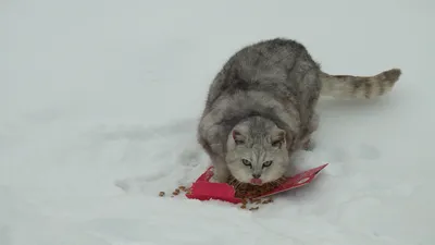 Котик делает селфи зимой в шапке» — создано в Шедевруме