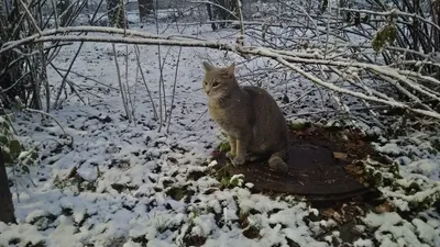 Кошки#зима #котейка #кошка #снег #кот | Милые котики, Кошки, Животные