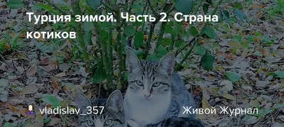 Котики зимой | Эстетика | Красивое амино Amino