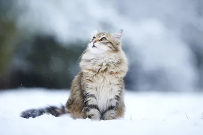 Зима близко! ❄❄❄ Котики и синоптики предупреждают, что уже завтра нас с  вами ждёт существенное.. | ВКонтакте