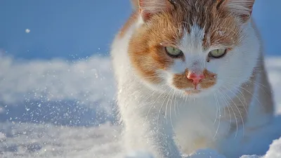 КотоФото - Милашные котики в картинках | Анекдоты , картинки - для поднятия  настроения | Дзен