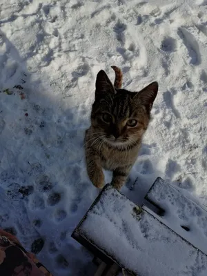 Котик зимой | Зимние картинки, Зима, Рыжий