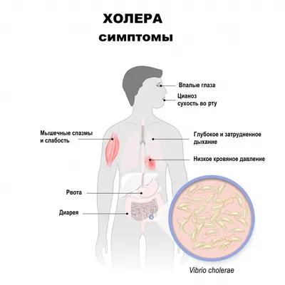 Симптомы лямблиоза у собак, схемы лечения