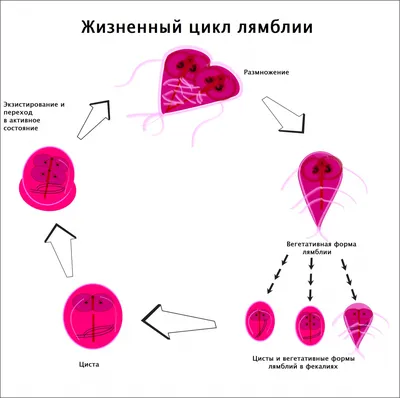 Здоровье всей семьи с институтом им. Габричевского - Друзья, рассказываем о  пятой и шестой болезнях, сопровождающихся пятнисто-папулезной сыпью:  инфекционная эритема и внезапная экзантема. ⠀ Написать о них мы попросили  врача-педиатра КДЦ МНИИЭМ