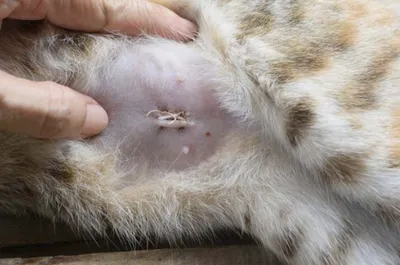 Лечение вирусных инфекций у кошек - ветклиника \"в Добрые Руки\"