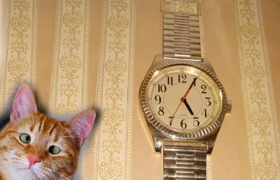 Часы женские Aliexpress New Fashion Eiffel Tower Watch Stainless Steel  Watch for Women Dress Watch Flower Watch 1pcs/lot - «Красивые и  оригинальные часы с металлическим ремешком на узкую руку(фото)» | отзывы