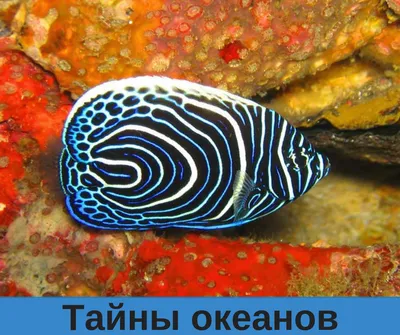 Легкость бытия - Рыба-мандарин, одна из самых красивых рыб | Facebook