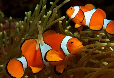 10 самых красивых рыб на планете – список, названия, фото и видео -  Научно-популярный журнал: «Как и Почему»