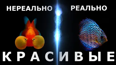 Букет красивых рыб, в необычных, …» — создано в Шедевруме