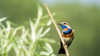 Красивые птички картинки - 78 фото
