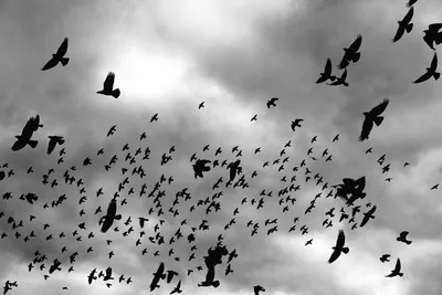 Как ни удивительно, в птичьем отношении интересны промзоны» — как живут  московские птицы? - Москвич Mag