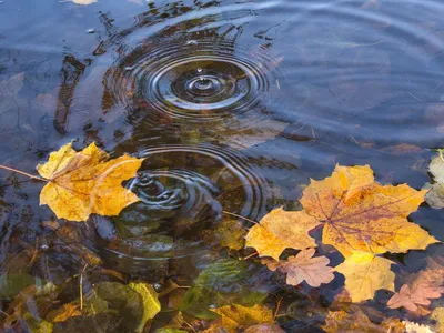 Фото круги на воде фото