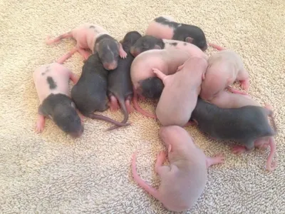 новорожденные крысята уход