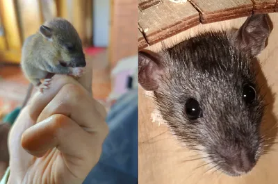 Как сибирские ученые крыс приручили | Наука в Сибири