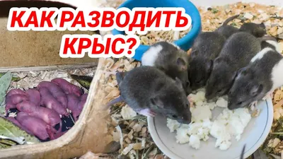 Срочно продам крысят добрые ручные крыски доставка крыса крысенок: 70 грн.  - Гризуни Чернівці на Olx