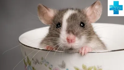Разведение крыс в домашних условиях. Декоративные крысы - размножение и  уход - YouTube