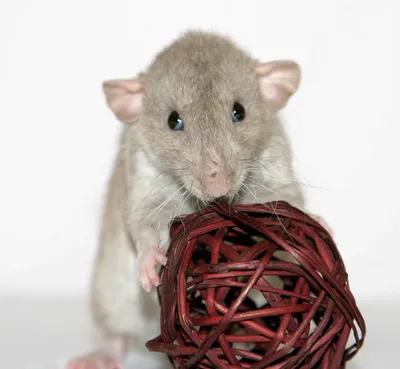 Много маленьких милых крысят» — создано в Шедевруме
