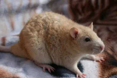 10+ крысят, которые любого покорят своими симпатичными мордашками