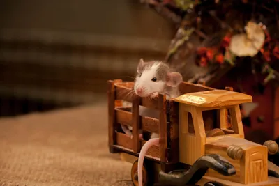 В гостях у крыс: как правильно выбрать грызуна и ухаживать за ним -  Свободное время