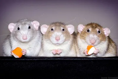 Всё о крысах | Статьи и фото крысят на сайте питомника