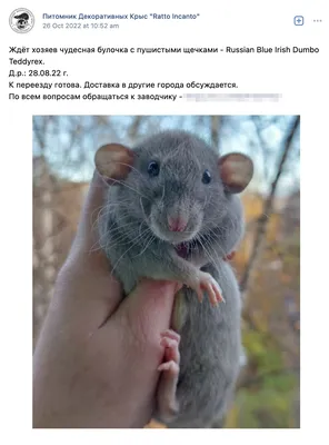 Питомник крыс 🐭Стиорт💗 on Instagram: \"Крысят из нашего питомника Вы  можете приобрести написав нам 🔹в директ инстаграмма 🔹или непосредственно  на WhatsApp: ссылка в профиле Так же у нас есть папочки в хайлайтсах