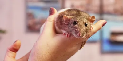 Сселение крыс | Пикабу