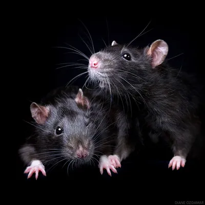 Уход за крысами: содержание домашних крыс