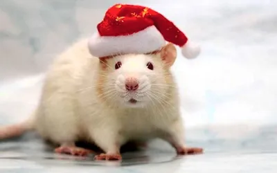 Фото крысы на новый год фото