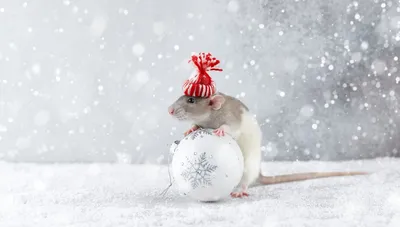 2020 Крысы – цвет, как встречать Новый год, что одеть – Люкс ФМ
