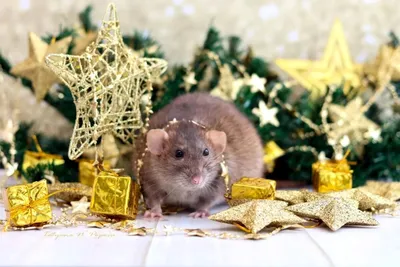 Новогодняя Крыса: картинки на год Крысы 2020 | Хорьки, Милые детеныши  животных, Детеныши животных