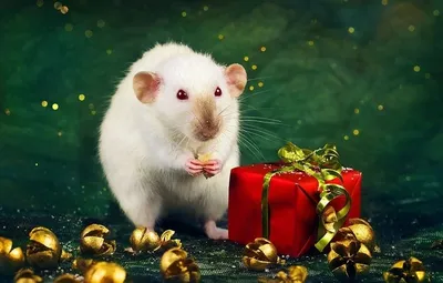 Крысы отмечают новый год, высокая …» — создано в Шедевруме
