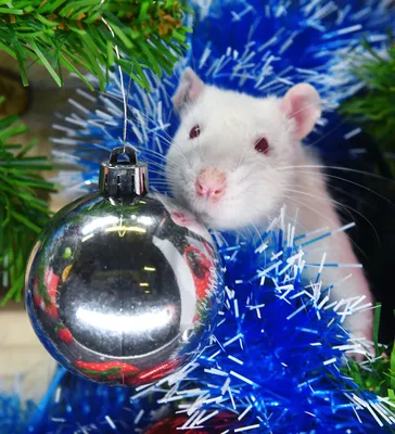 Портрет крысы в черной шляпе Санта Новый Год в год крысы Стоковое Фото -  изображение насчитывающей мило, шлем: 166853736