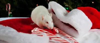 Весёлые крысы отмечают новый год…» — создано в Шедевруме